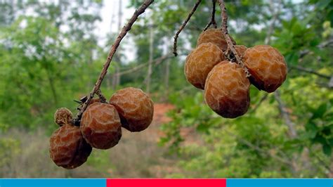 Creative Farmer Tree Seeds Kudale-Kaye Notched Leaf Soapnut Herb Seeds ...