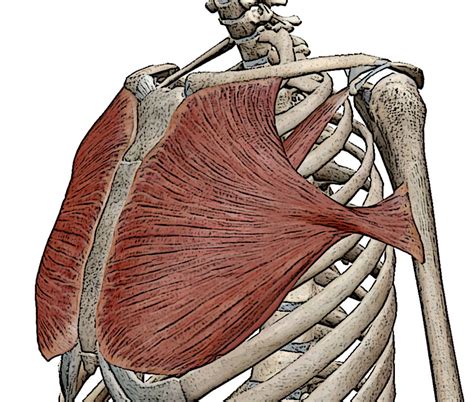 Image result for Forward Neck Position Tight Muscle Front