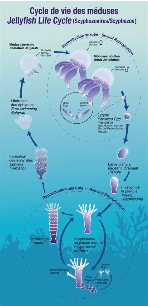 Image result for How Do Shellfish Reproduce