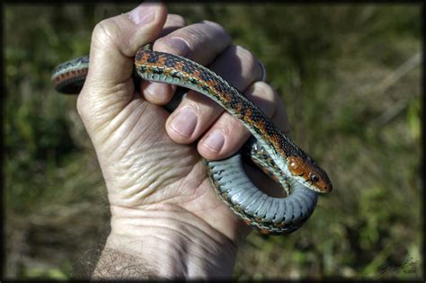 Red Sided Garter Snake Bite