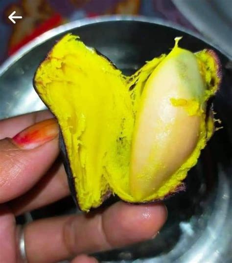 The Kembayau Fruit Live Plant (Dacryodes rostrata ) – veliyathgardens