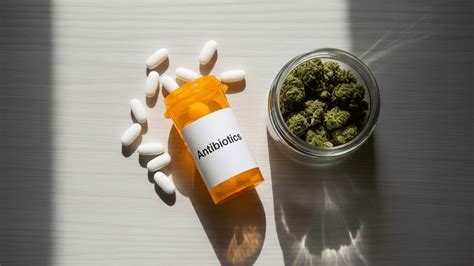 Can You Smoke Weed on Antibiotics? - Fun With Dizzies