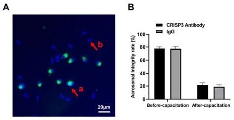 Semen Protein CRISP3 Promotes Reproductive Performance of Boars through ...