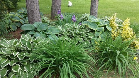 Country Cottage Landscaping with Hostas and Shade Garden Design