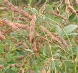 Crop Harvesting Criteria
