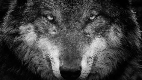 Animal Wolf Black and White Closeup Photo 5 4K HD Animals Wallpapers ...