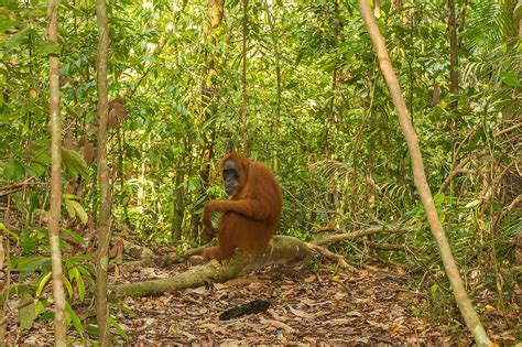 Where Do Orangutans Live