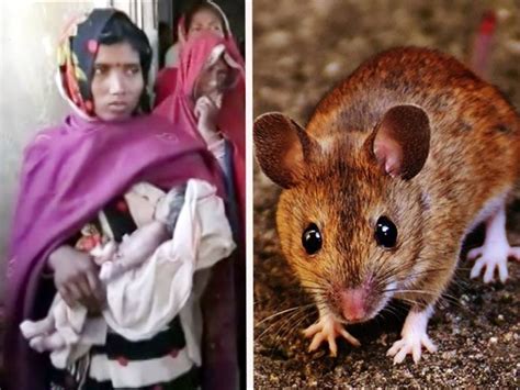 9 day old baby dies after rat bites in ICU at darbhanga bihar | 9 ...