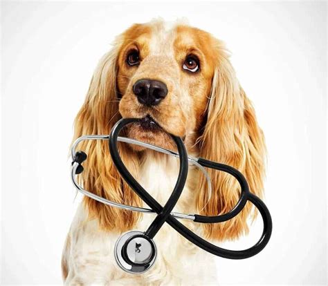 Common Dog Problems 的图像结果