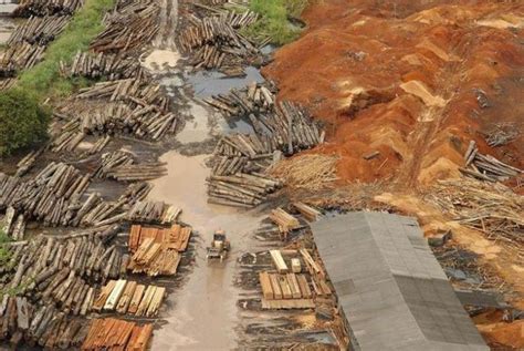 Pictures The Real Face Of Deforestation In Amazon Rainforest