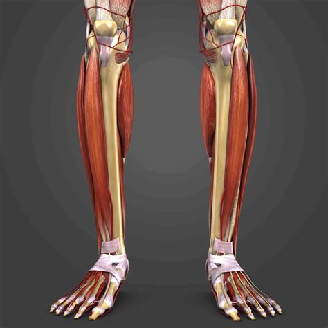 Muscles Medial Tibial Stress Syndrome