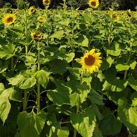 Clear Meadow Farm (Jarrettsville) - All You Need to Know BEFORE You Go