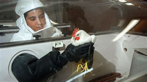 Decoding bird flu: New research shows route for human infection - Big Think
