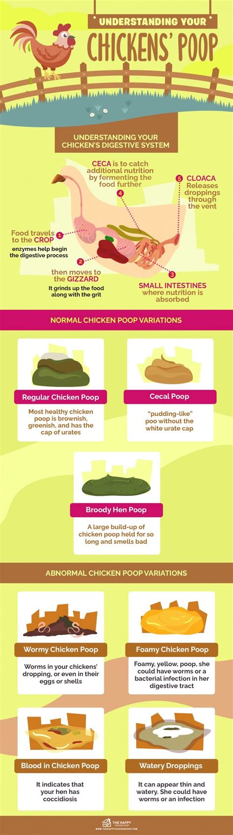 Image result for Normal Chicken Poop