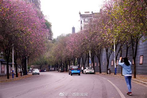 又到一年柳州紫荆花盛开时，一夜之间全国各地都羡慕柳州！|紫荆花|柳州|洋紫荆_新浪新闻