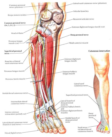 Common Peroneal Nerve | Sciatic nerve, Nerves in human body, Nerve anatomy