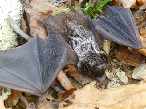Silver Haired Bat