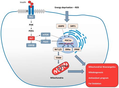 Insulin and Its Key Role for Mitochondrial Function/Dysfunction and ...
