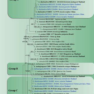 Image result for Create a Phylogenetic Tree Based On a Data Matrix