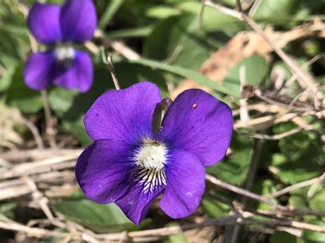 Wisconsin Wildflower | Wood Violet | Viola papilionacea| The Wisconsin ...
