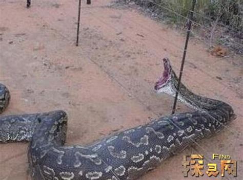 贵州挖出4吨大蛇后放生 并关闭了洞穴和大蛇的消息(但遭到了大蛇的报复) — 久久探索网