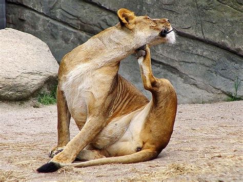 Image result for Machine Learning Algorithms From Scratch