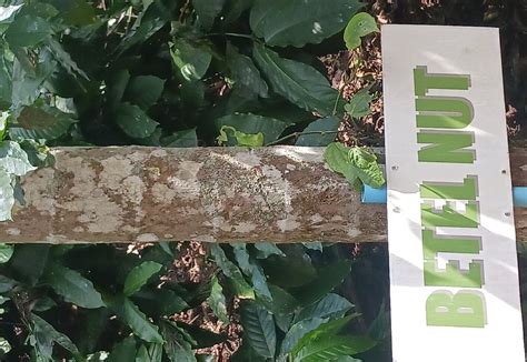 MERCARA GOLD ESTATE COFFEE PLANTATION (2026) All You Need to Know ...