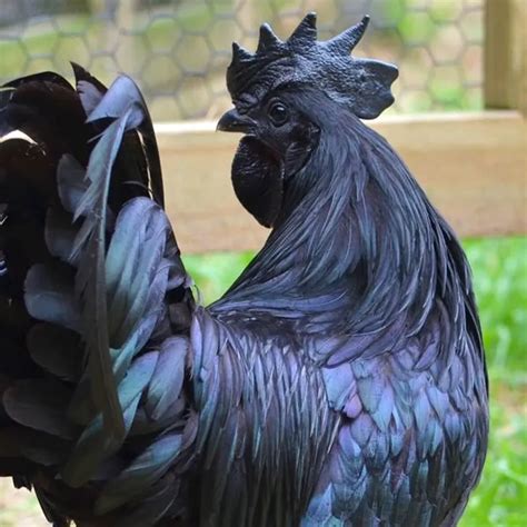 The Indonesia Black Chicken: Uncovering the Ayam Cemani