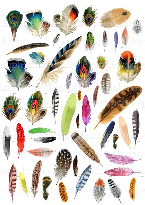 Types Of Bird Feathers Chart