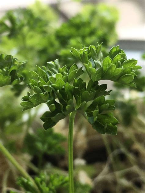 The fastest growing herbs from seeds - Homegrown Herb Garden