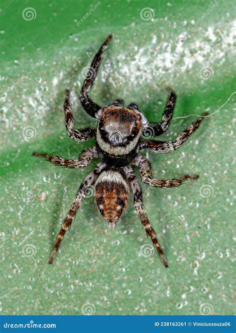 Adult Male Adanson House Jumping Spider Stock Image - Image of fauna ...