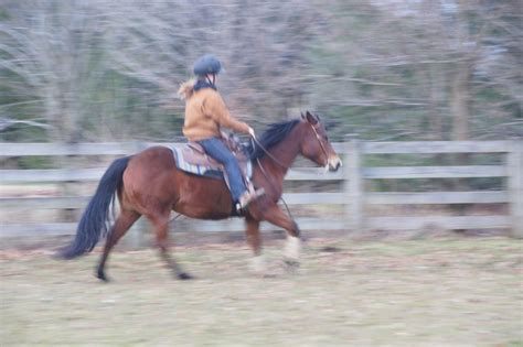 Reining Collection 的图像结果