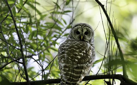 Download wallpaper 1680x1050 owl, bird, branches, trees, beaver ...