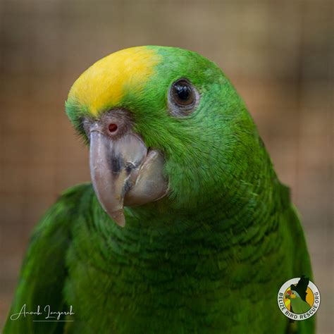 Amazon Parrot Dragon Fruit at Jeffery Knight blog