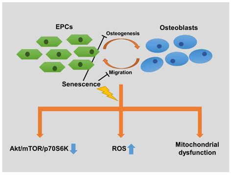 Senescence Induces Dysfunctions in Endothelial Progenitor Cells and ...