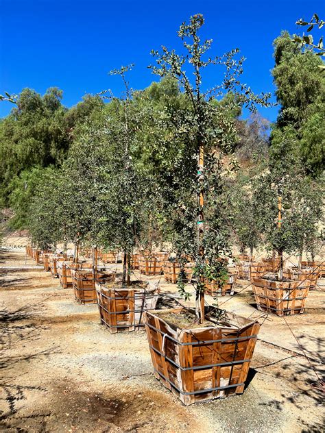 Quercus engelmannii - Devil Mountain Wholesale Nursery