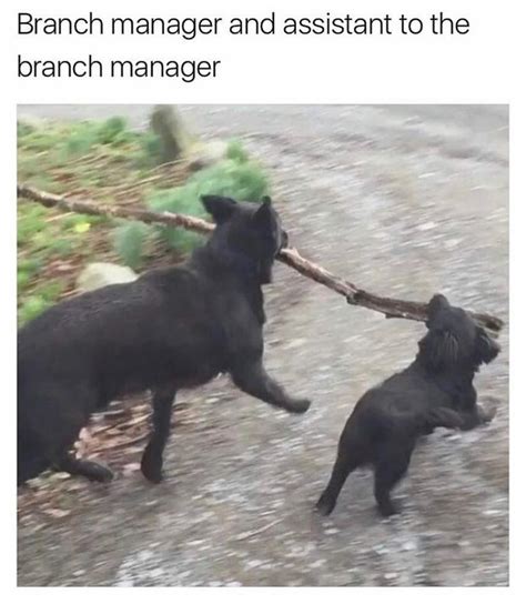 Branch manager and assistant to the branch manager. - Funny