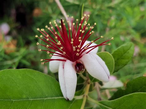 Feijoa sellowiana - Ausemade