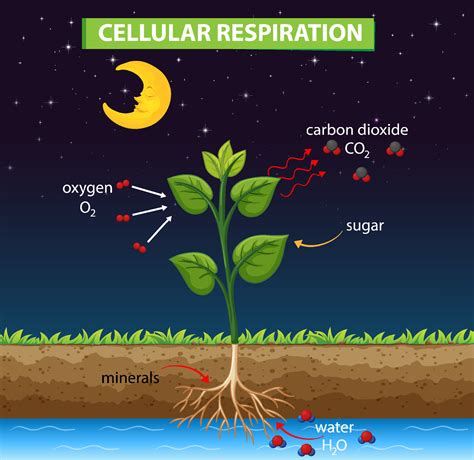 Diagram showing cellular respiration in plant 7106843 Vector Art at ...