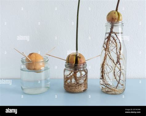 Image showing different stages of Avocado seed/stones growing in water ...