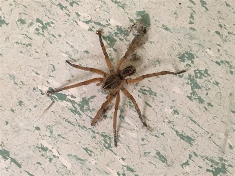Large Wolf Spider Size Comparison at Mario Wall blog