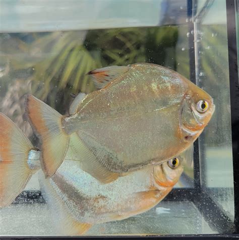 Silver Dollar - Metynnis argenteus - Buy Live Fish online | Online Fish ...