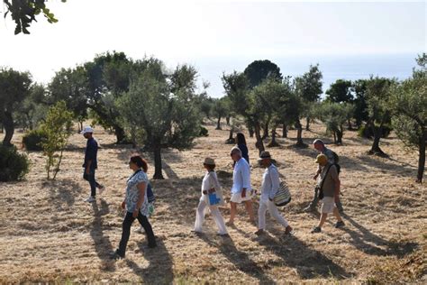 ATTIVIT&Agrave; &mdash; L'Oro di Capri - Associazione per la tutela dell'olivo e ...