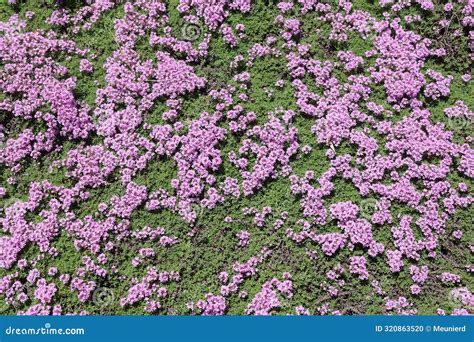 Thyme is a Fragrant, Low-growing Ground Cover that Produces Tiny Pink ...