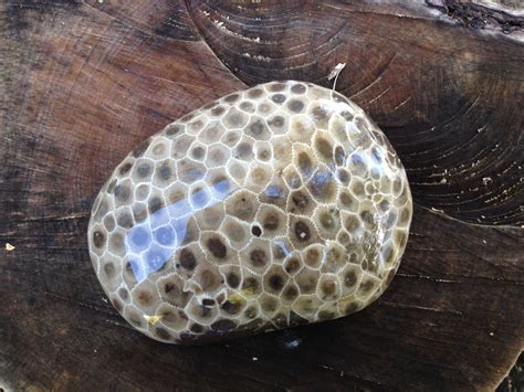 Polished Petoskey stone | Petoskey stone, Petosky stone, Rocks and fossils