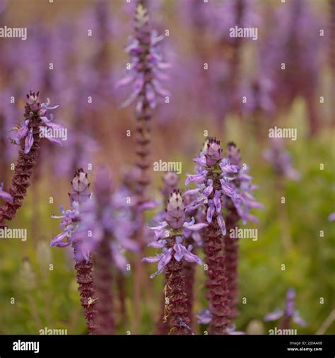 Blue flowers of Coleus comosus, scaredy cat plant, natural macro floral ...