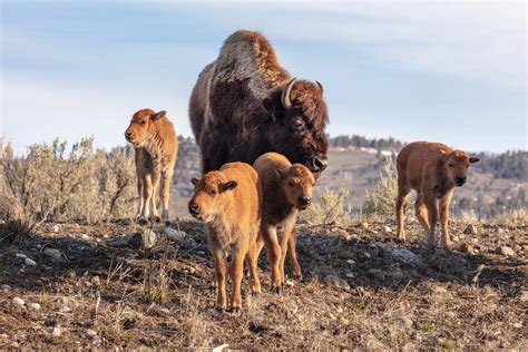 Most Common Animals In Yellowstone at Carmen Pink blog
