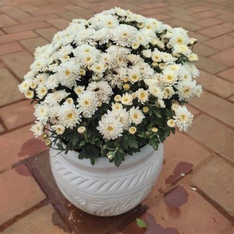 Chrysanthemum growing season Guldaudi Planting And Care Colour in 10 ...