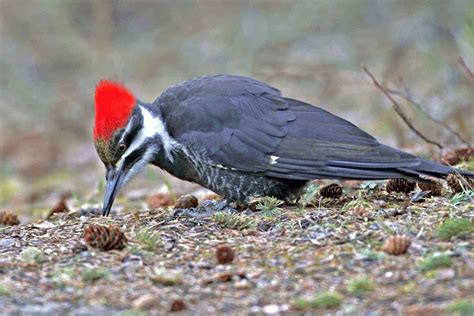 8 Types Of Woodpeckers In Arkansas - Wild Bird Scoop