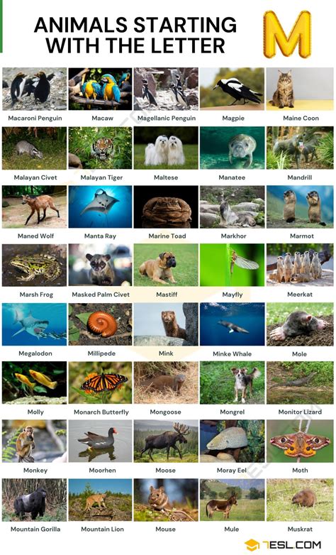 100+ Animals that Start with M: List with Pictures & Facts • 7ESL